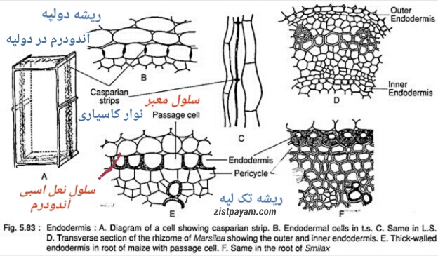 ریشه تک لپه و دولپه