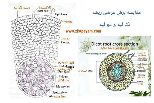 برش عرضی ریشه تک لپه و دولپه