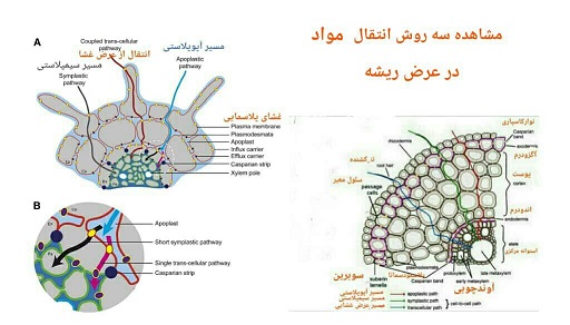 روش های انتقال مواد در ریشه