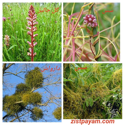 چد گیاه انگل