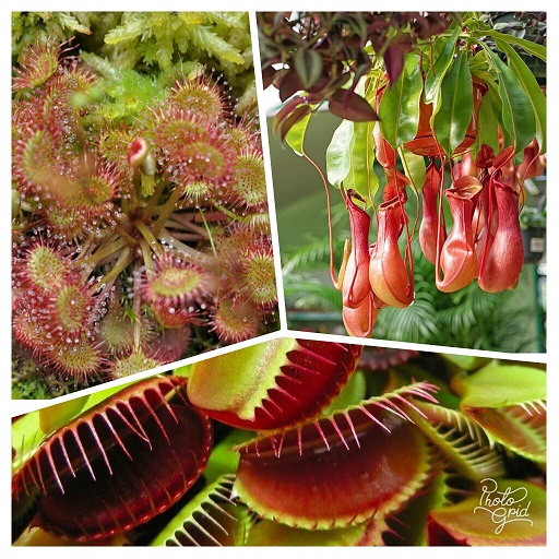 گیاهان حشره خوار