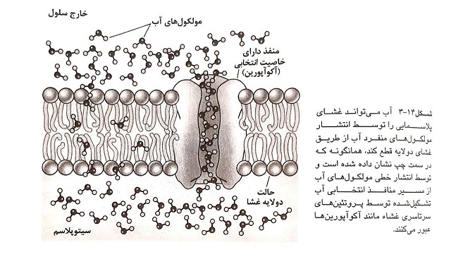 انتقال آب از غشای سلول گیاهی