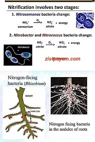 شوره گذاری - گرهک