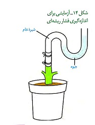 آزمایش اندازه گیری فشار ریشه ای
