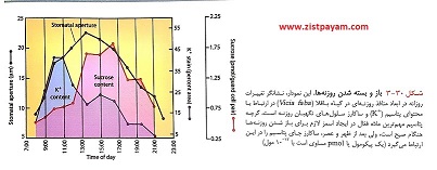 باز و بسته شدن روزنه ها