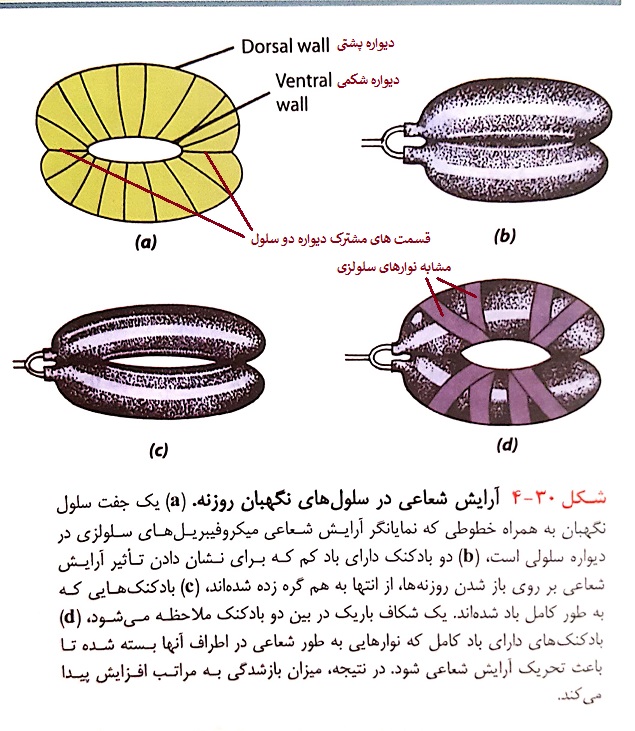 رشته های سلولزی