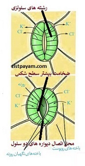باز و بسته شدن روزنه ها