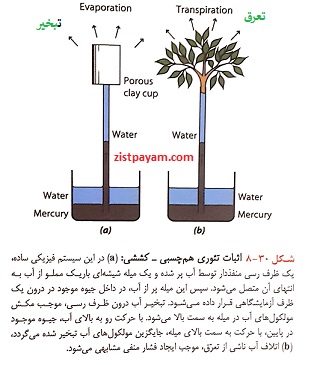 هم چسبی - کشش