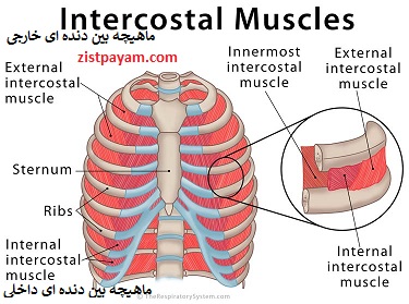 ماهیچه های بین دنده ای