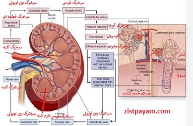 گردش خون کلیه