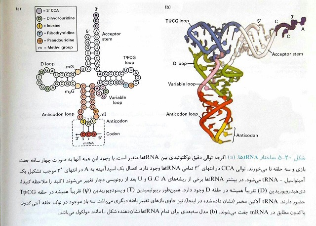 tRNA